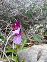 Anacamptis papilionacea aegaea