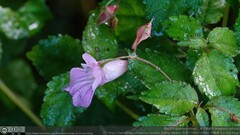 Impatiens uniflora