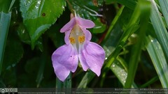 Impatiens uniflora