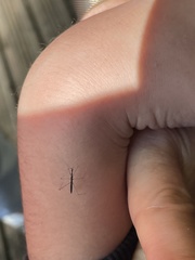 Hydrometra stagnorum