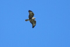 Buteo buteo