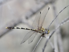 Progomphus borealis