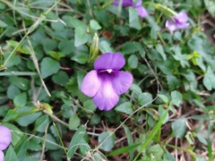 Torenia concolor