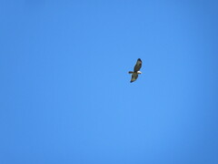 Buteo buteo