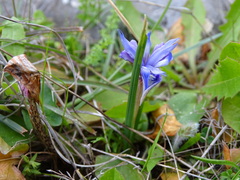Moraea sisyrinchium