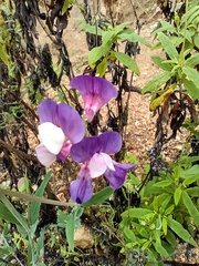 Lathyrus magellanicus
