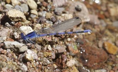 Argia sabino
