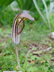 Arisarum vulgare