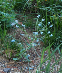 Cynoglossum amabile