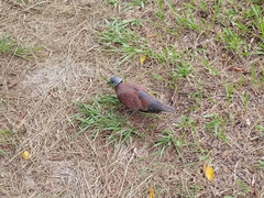 Streptopelia tranquebarica