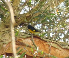 Spinus xanthogastrus