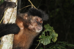 Sapajus nigritus