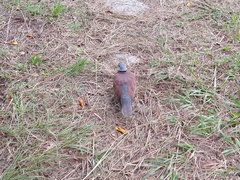 Streptopelia tranquebarica