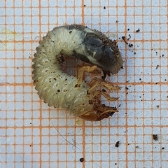 Pentodontini
