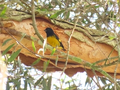 Spinus xanthogastrus