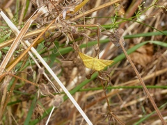 Idaea aureolaria