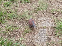 Streptopelia tranquebarica