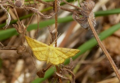 Idaea aureolaria