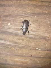 Alobates pensylvanicus