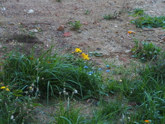Cynoglossum amabile
