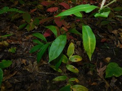 Pneumonanthe