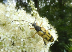 Rutpela maculata