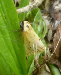 Setina irrorella