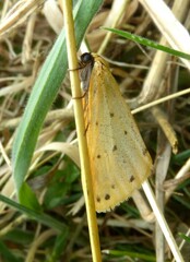 Setina irrorella