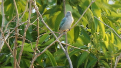 Thraupis sayaca