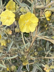 Senna artemisioides