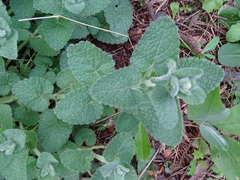 Pseudodictamnus acetabulosus