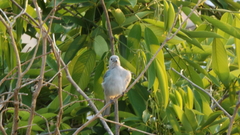 Thraupis sayaca