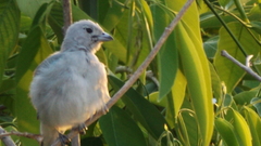 Thraupis sayaca