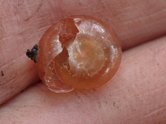 Nitor subrugatus