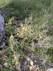 Senna artemisioides