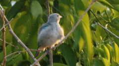Thraupis sayaca