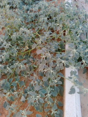 Chrozophora tinctoria