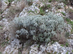 Salvia pomifera pomifera