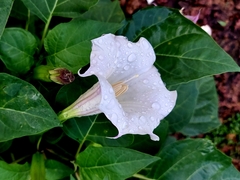 Datura metel