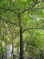 Cornus alternifolia