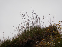Arctagrostis latifolia