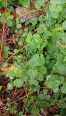 Drymaria cordata diandra