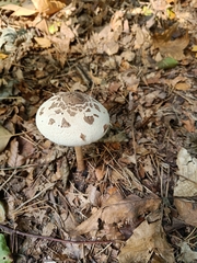 Macrolepiota