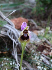 Ophrys tenthredinifera