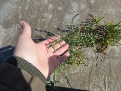 Salicornia