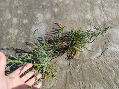 Salicornia