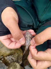 Hemimyzon formosanus