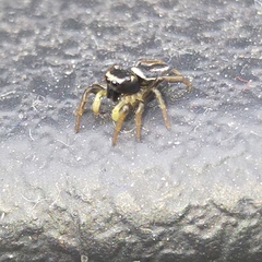 Heliophanus melinus