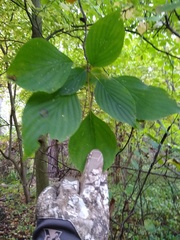 Cornus alternifolia