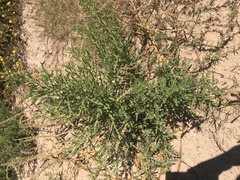 Ambrosia psilostachya